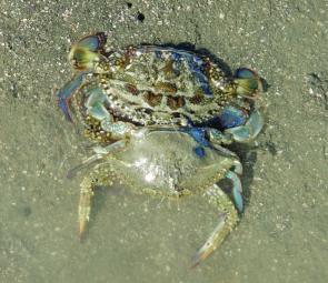 The author found this soft shell sand crab on the flats just as it was emerging out of its old shell.